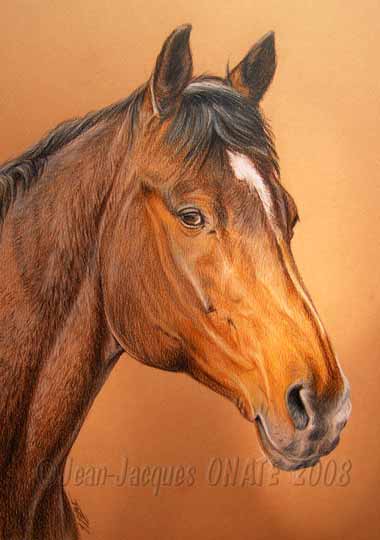 Apache portrait questre cheval marron 24 x 30 cm ralisation sur commande aux crayons